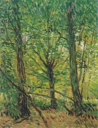 Bäume und Unterholz
